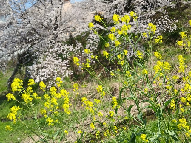 菜の花とのコラボ_大中公園