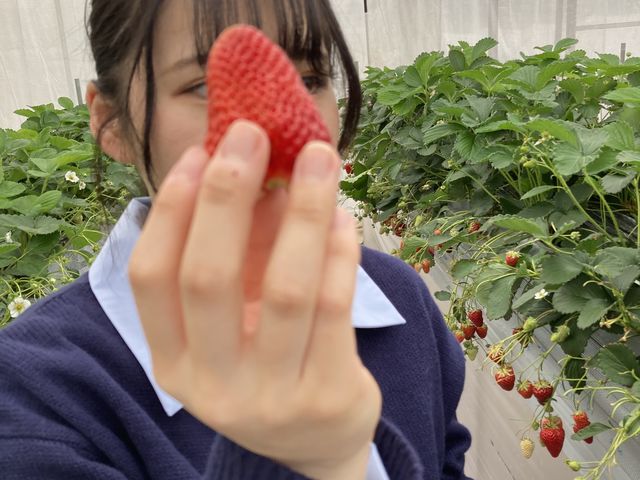 実が大きい!_津田農園