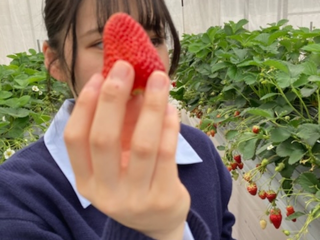 実が大きい!_津田農園