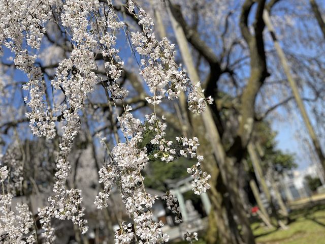 枝垂れ桜見頃でした_足羽神社