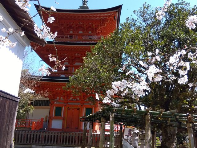 桜とコラボの三重塔_竹生島宝厳寺三重塔
