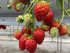 サヤーンさんのここいろfarmへの投稿写真1