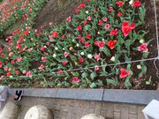 ウッキーさんの日比谷公園のチューリップの投稿写真1