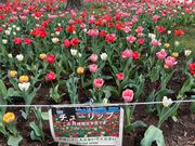 ウッキーさんの日比谷公園のチューリップの投稿写真1