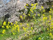 サクラサクさんの大中公園の投稿写真1