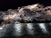 トシさんの彦根城屋形船の投稿写真4