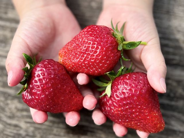 シーズン後半は大粒のイチゴがいっぱい♪_田村農園