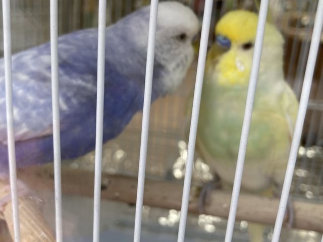 インコたちがかわいい!_森ノ宮 小鳥ひろば