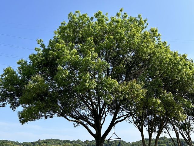 いちご狩りの後、ハンモックで休憩させてもらいました!_リッチフィールド湘南農場