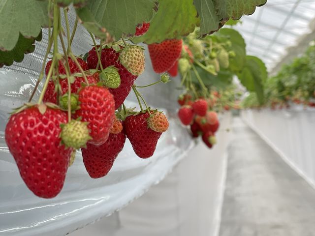 紅ほっぺ_OBLADI strawberry farm
