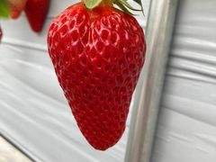 れなさんのジットファームへの投稿写真1
