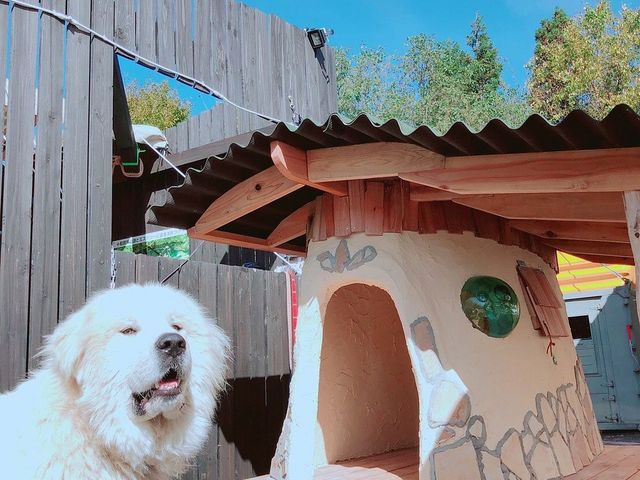 あの時の仔犬が超BIGになってて驚き!_ニドムカフェ