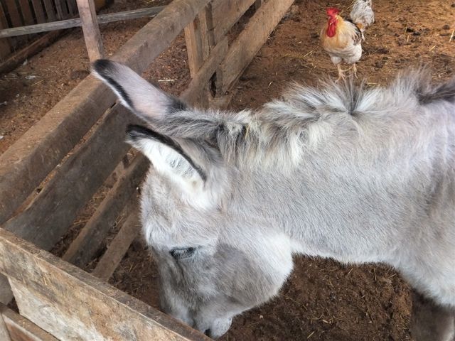 目を合わせてくれないロバさん_MooMooまきば(平松牧場)