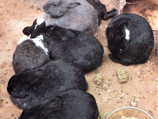 ウサギ舎_MooMooまきば(平松牧場)