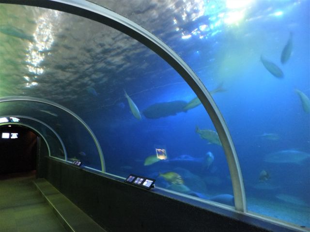 水中トンネル:広くて長い_串本海中公園 水族館
