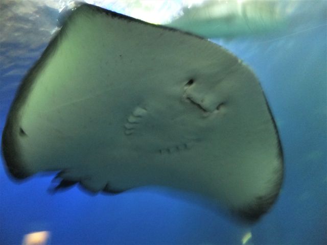 水中トンネルの上を悠々と泳ぐエイ。_串本海中公園 水族館