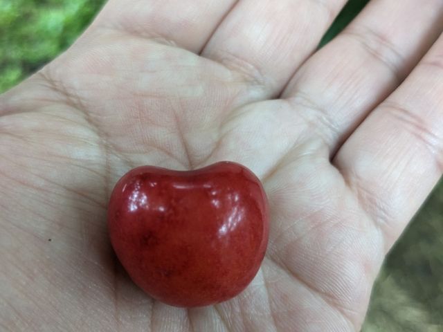 大粒です_あすなろ園