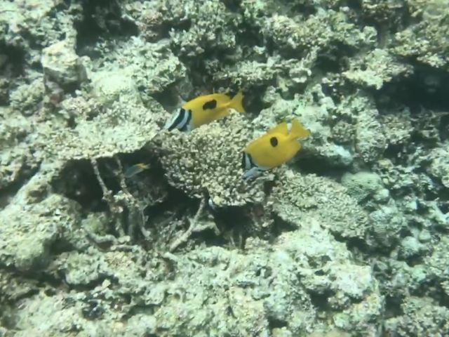 1ヶ所目のお魚さん_シースマイル石垣島