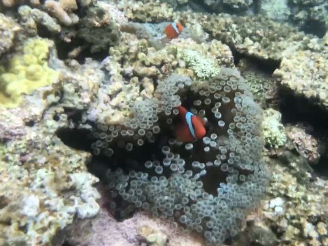 ニモも目の前で見れました。_シースマイル石垣島