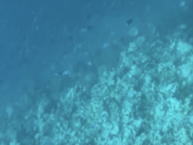 きびなごの群れの中を泳げます_シースマイル石垣島
