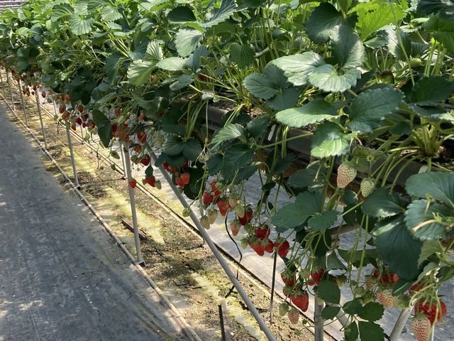 イチゴ_伊豆長岡いちご狩りセンター