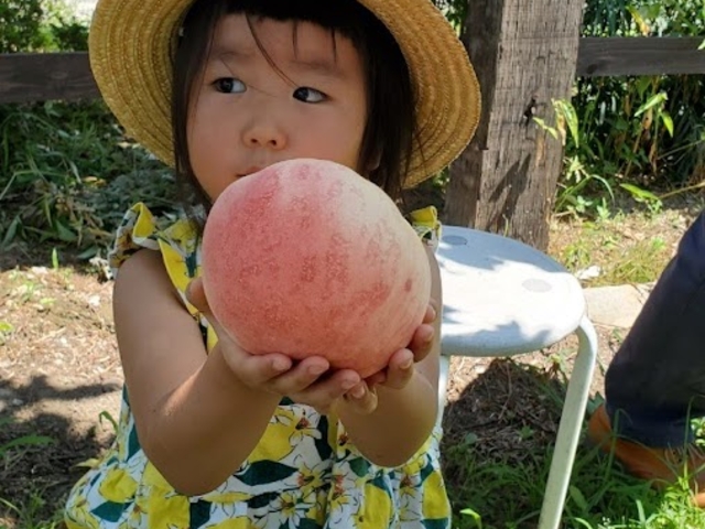 大きな桃にびっくり!
味は帰ってからのお楽しみ(^^_金原園