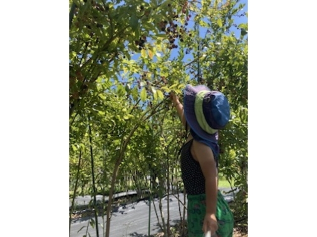 3歳です_Blueberry Farm Suzuki