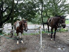 赤城乗馬クラブの写真1