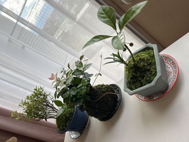 夫と体験で作成した苔玉ちゃん大事に育てます!_苔玉工房 TACHIOKAYA