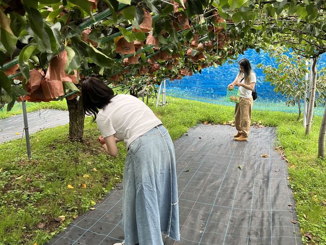 梨狩りはここ!!!
弱った木で出来た梨を無料で持って帰れる!
しかもそれがまた美味しい!!!!!_観光農園 橋本園