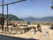 みぼさんの宮島桟橋の投稿写真1