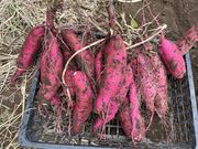 とってぃさんの星野農園 高滝湖の投稿写真1