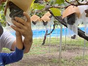 バニラさんの坂正農園の投稿写真1