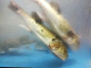 hokohokoさんのとらふぐ亭 本八幡店の投稿写真1