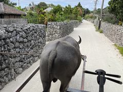 石垣島ドリーム観光の写真1