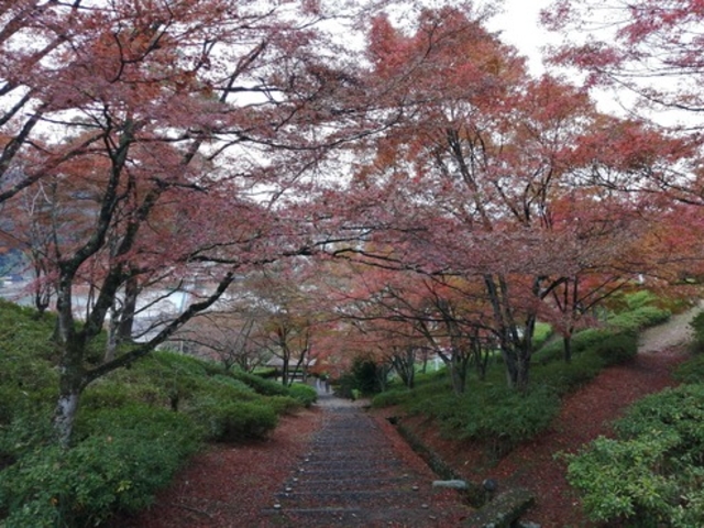 紅葉2_紫水ケ丘公園