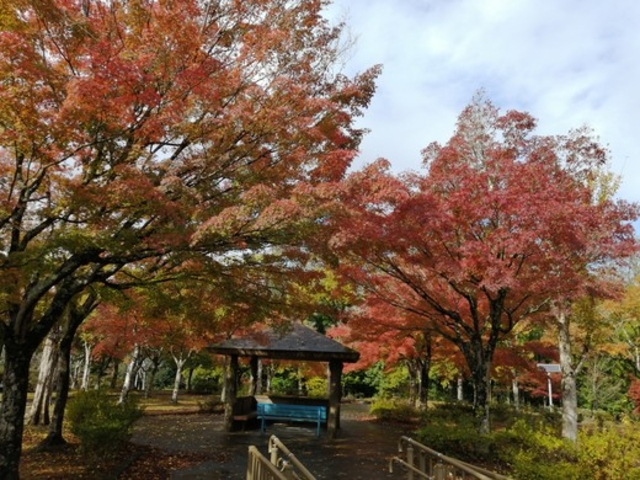 紅葉3_紫水ケ丘公園