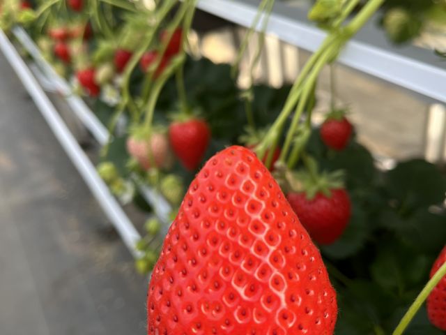 とてもきれいないちご_ストロベリーエンジェル