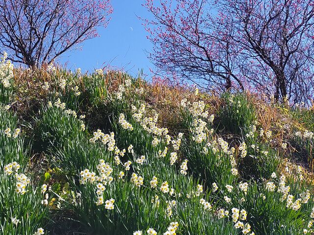 水仙と紅梅_佐久間ダム湖親水公園