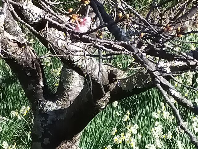 ほころびはじめた頼朝桜_佐久間ダム湖親水公園