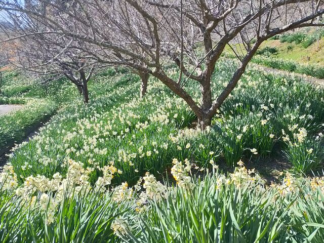水仙が見頃でした_佐久間ダム湖親水公園