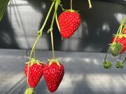 みくさんのコムロベリーズファーム 季節の香り農園の投稿写真1