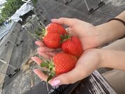 kisyabaさんのかふうイチゴ園の投稿写真1