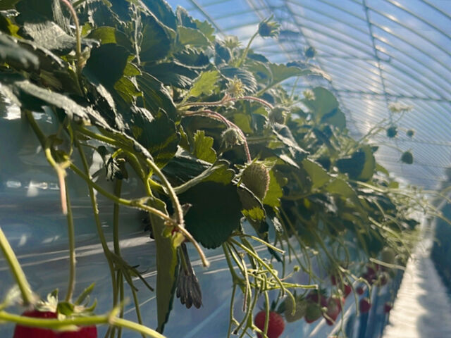中は広くてとても綺麗です。_Sekiyado Berry