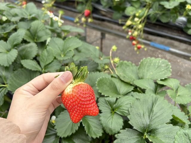 発見した双子いちご_いちごファーム北条