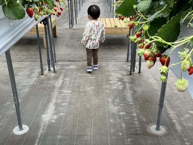 歩きやすい_Fraise