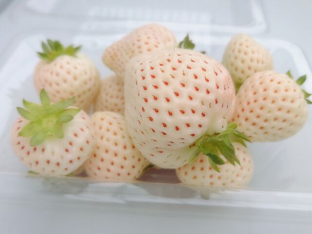 オーナーが取って配ってくれた白イチゴ_Sekiyado Berry