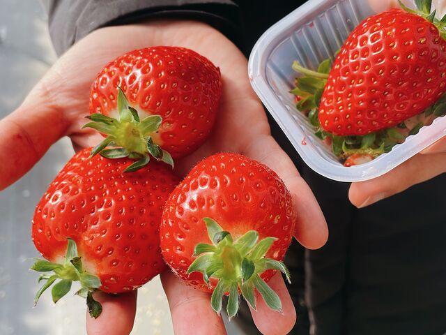 苺_ストロベリーファームBERRYBERRYBERRY