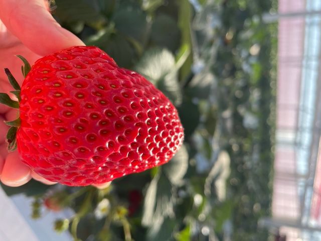 ひと粒一粒にとにかく大満足。_たわらファーム