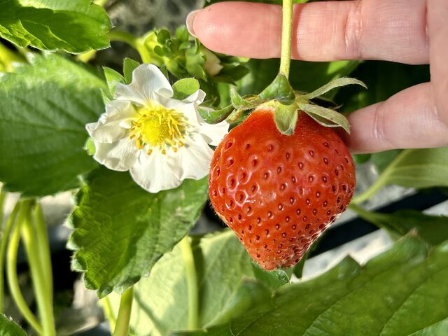 おいしいいちご_ありんこFarm